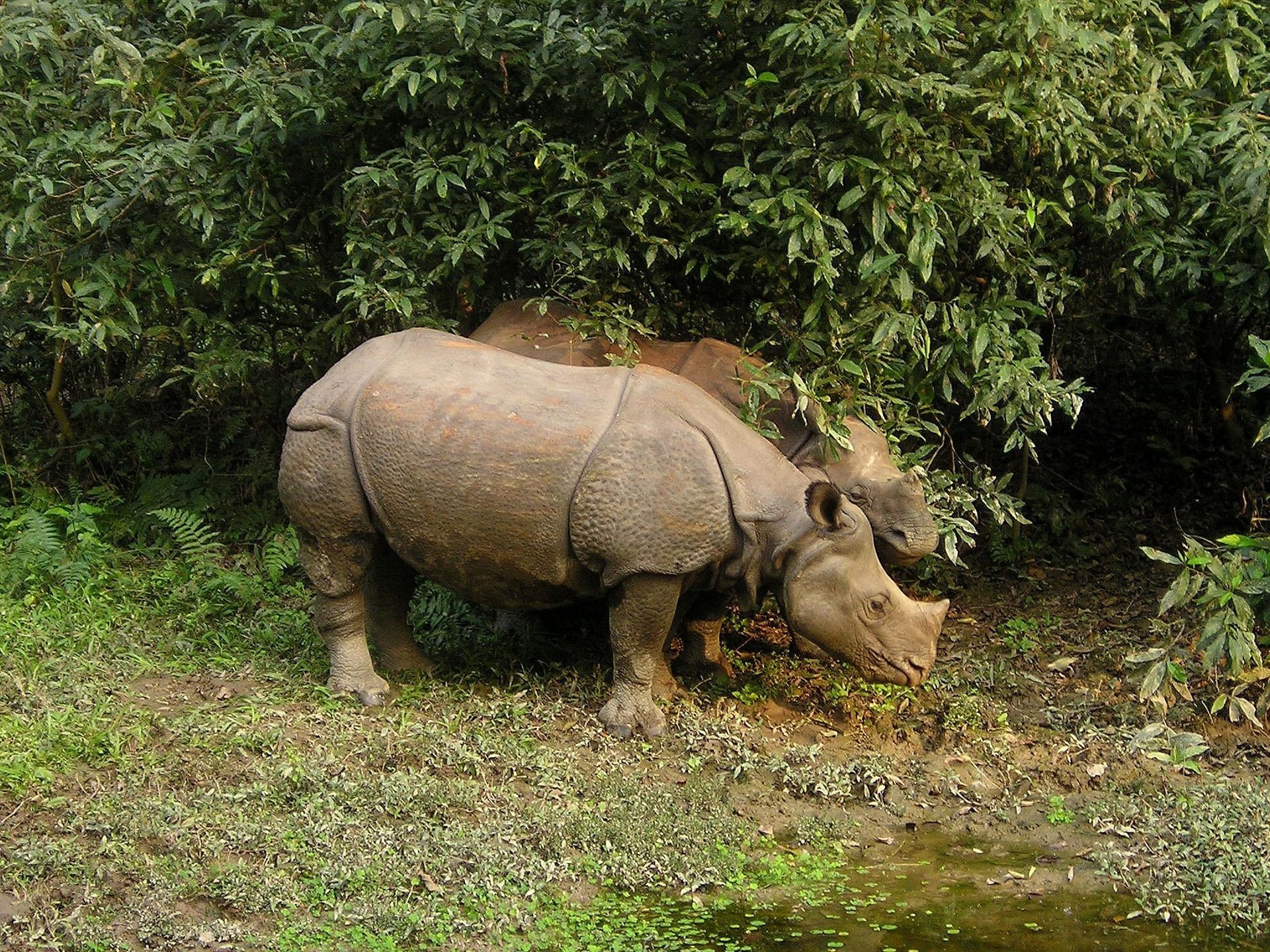 Chitwan National Park Tour